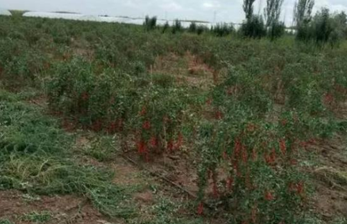 1639538170690615.png 花苗.png