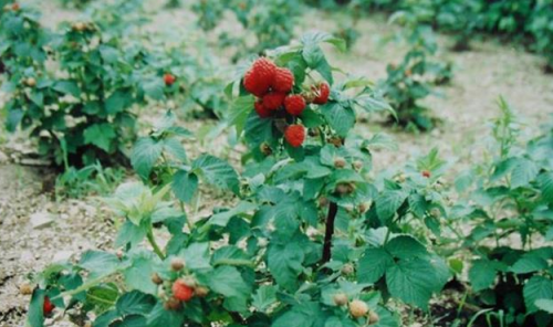 1639725041228597.png 种地.png