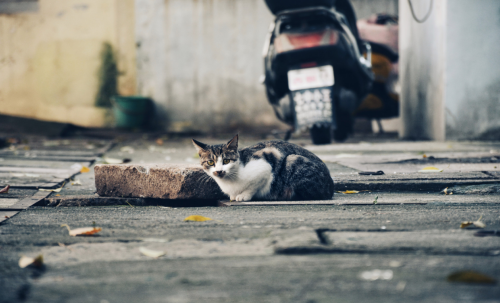 流浪猫.png